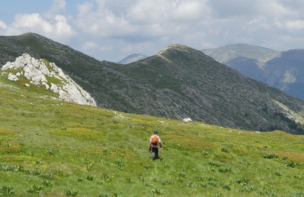 D. sambucina, N. widderi, O. spitzelii nel Parco Nazionale dAbruzzo, Lazio e Molise - giu